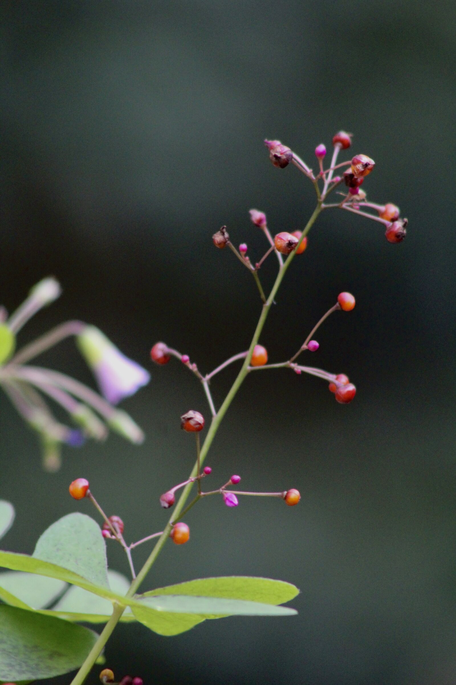 Canon EF75-300mm f/4-5.6 sample photo. Plant, nature, green photography