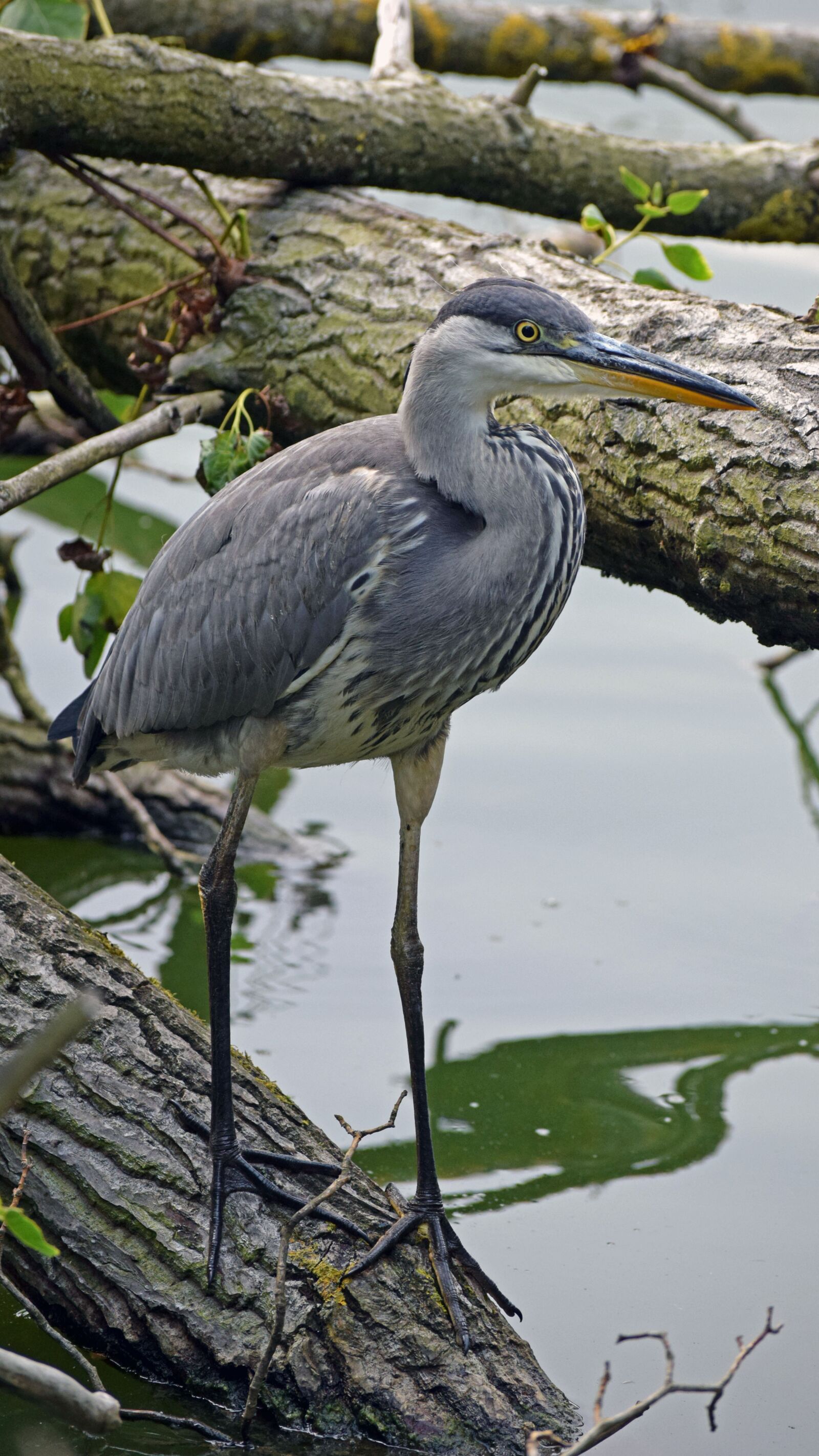 Nikon D3300 sample photo. Grey heron, juvenile grey photography