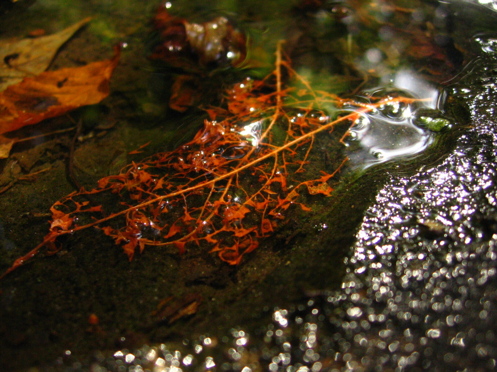 Canon POWERSHOT A510 sample photo