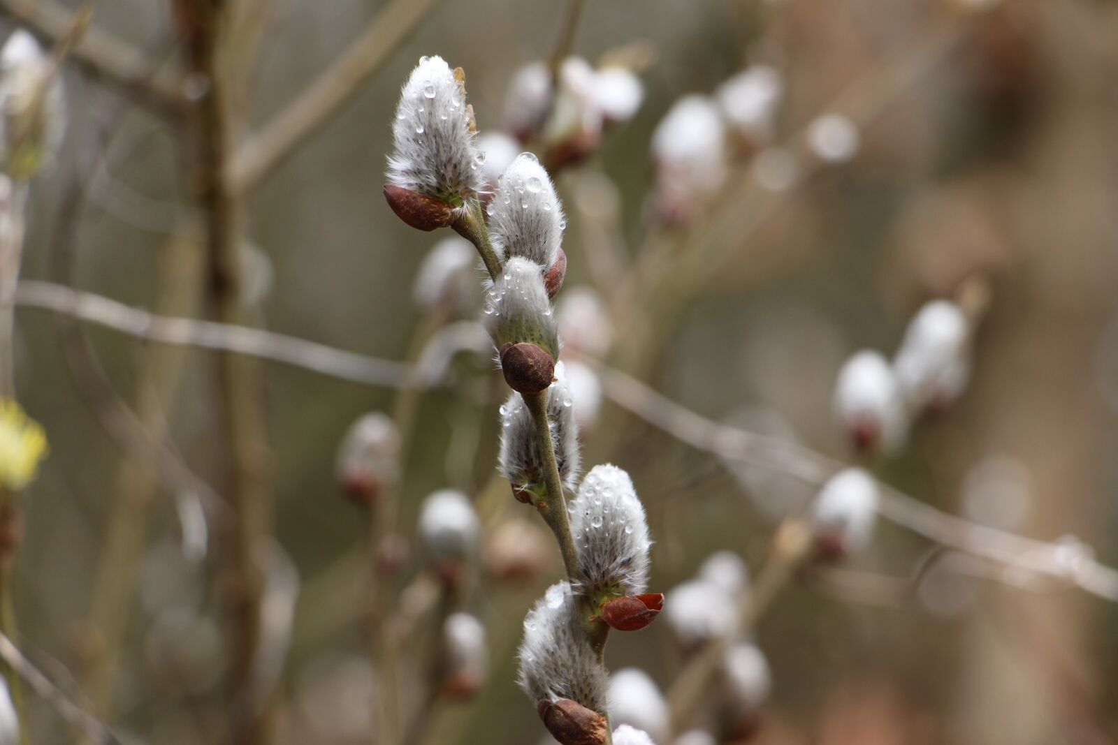 Canon EOS 700D (EOS Rebel T5i / EOS Kiss X7i) sample photo. Nature, soft, plant photography