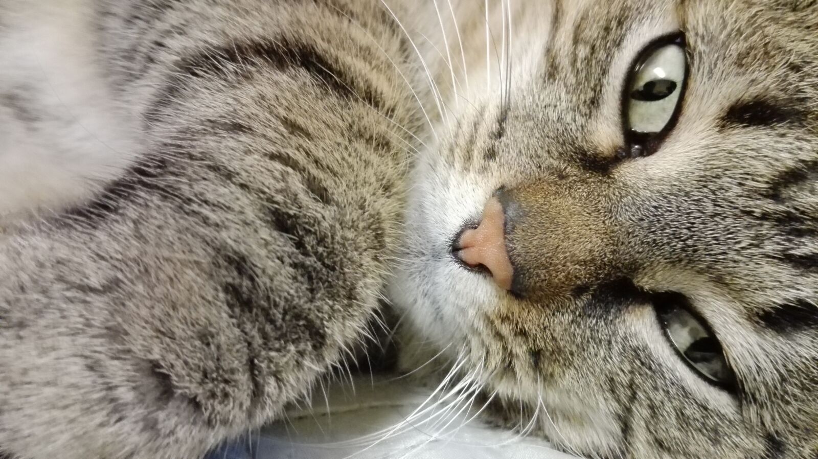 HUAWEI P8 Lite sample photo. Cat, eyes, view photography
