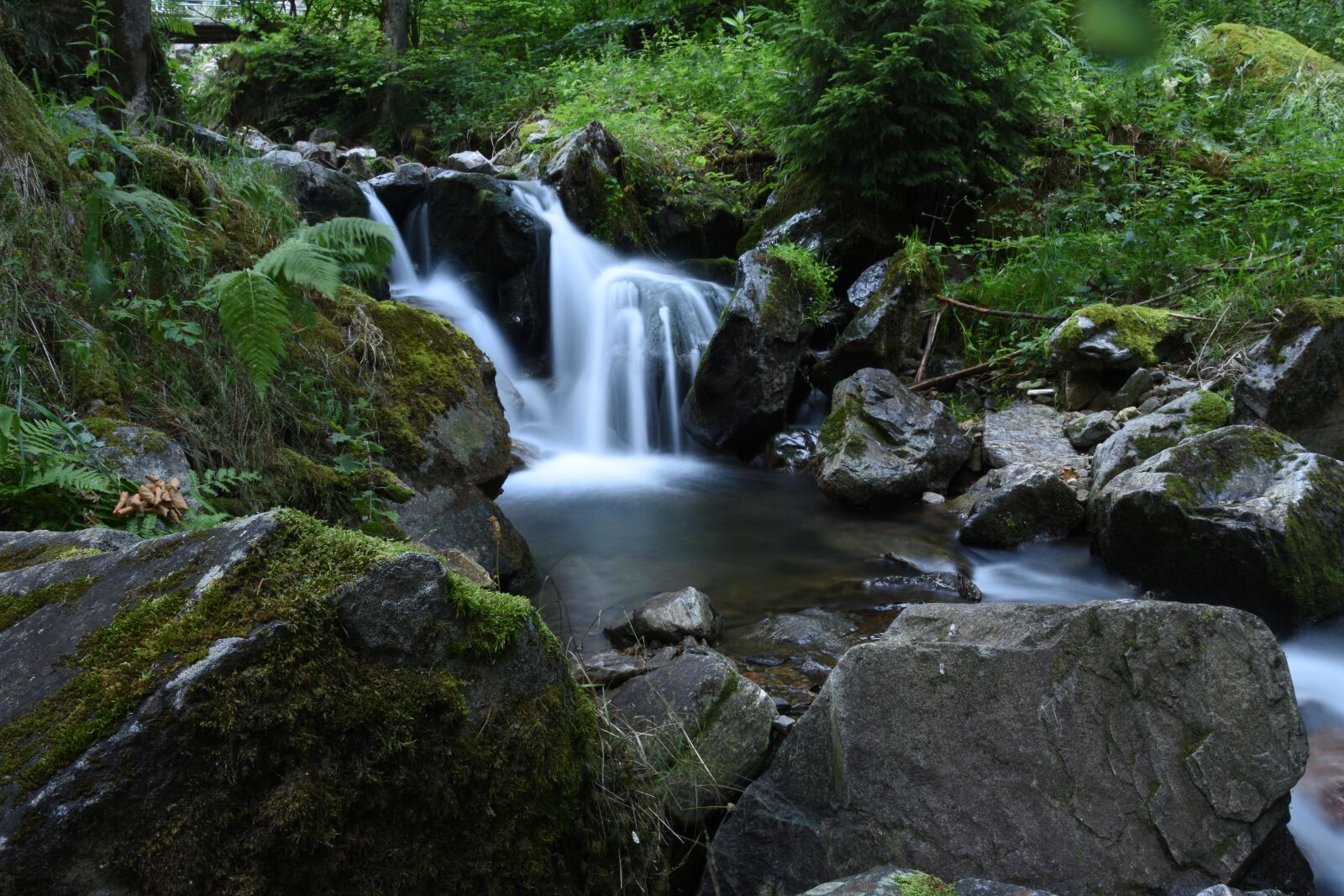 Nikon D7200 sample photo. Bach, nature, black forest photography