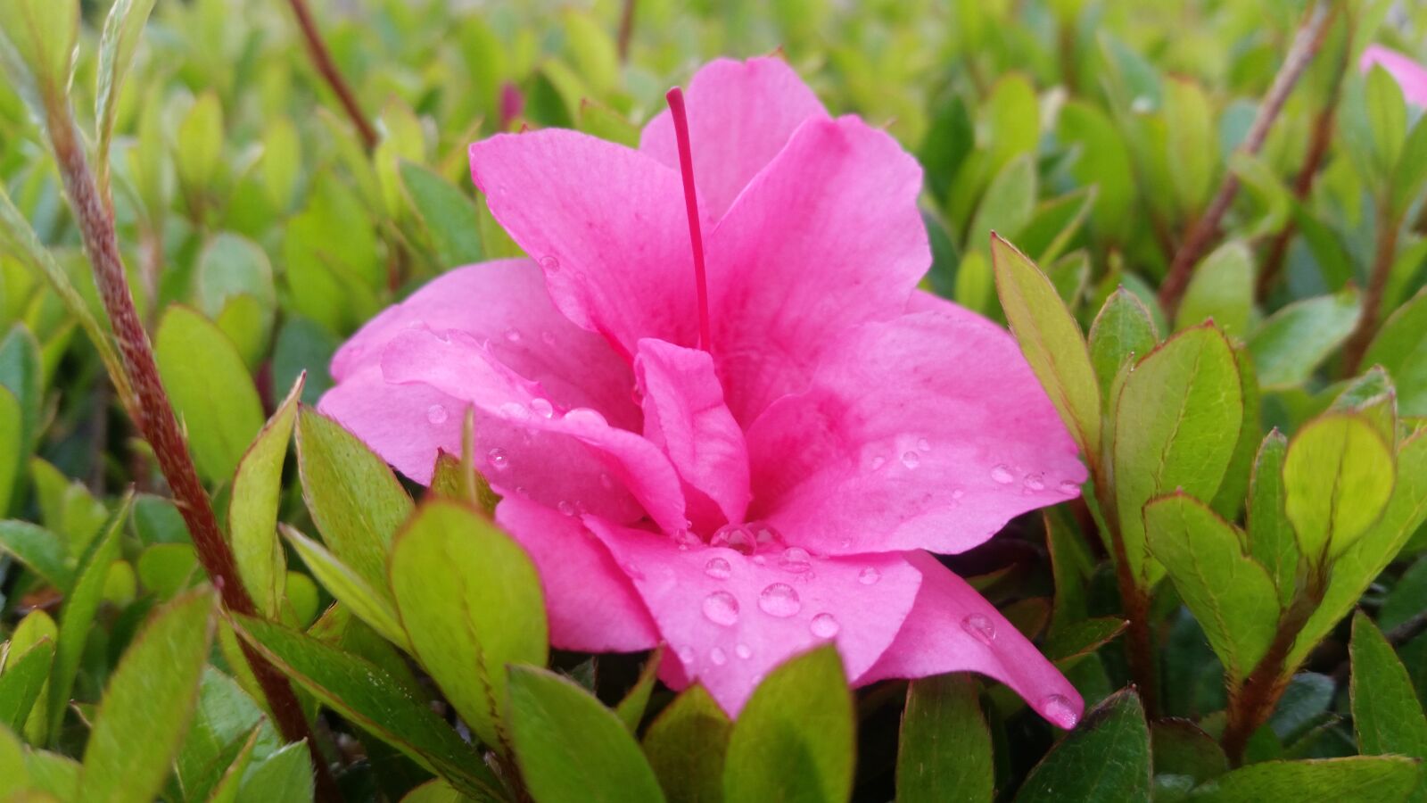 Samsung Galaxy S5 sample photo. Flower, raindrops, leaves photography