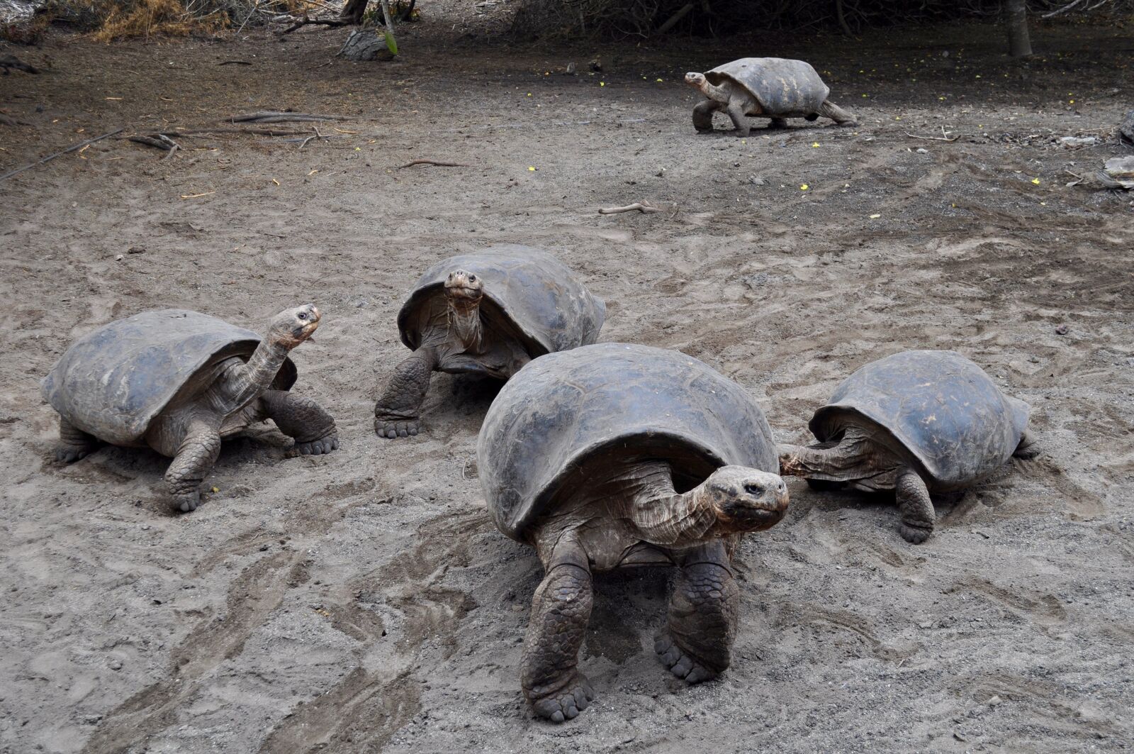 Nikon D5000 sample photo. Tortoise, galapagos, wildlife photography