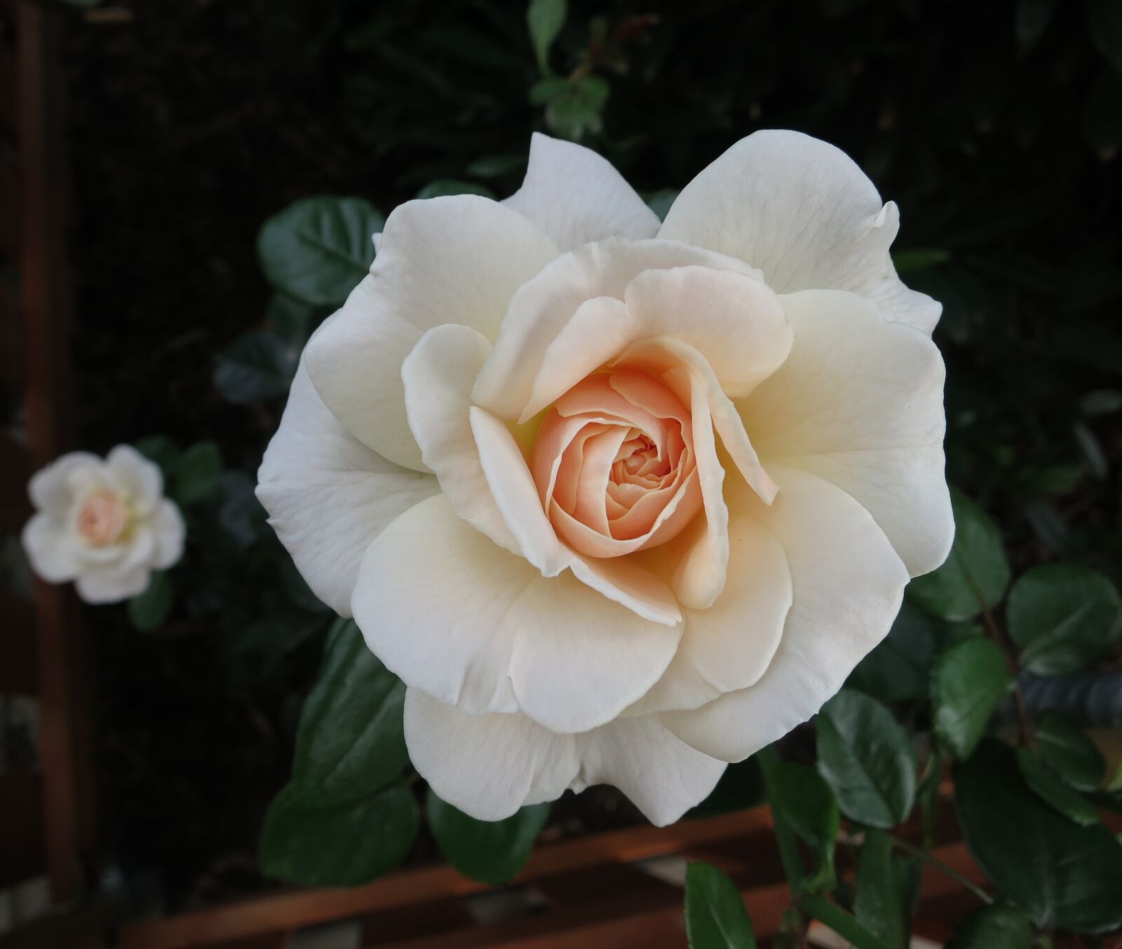 Canon PowerShot S100 sample photo. Rose, blossom, bloom photography