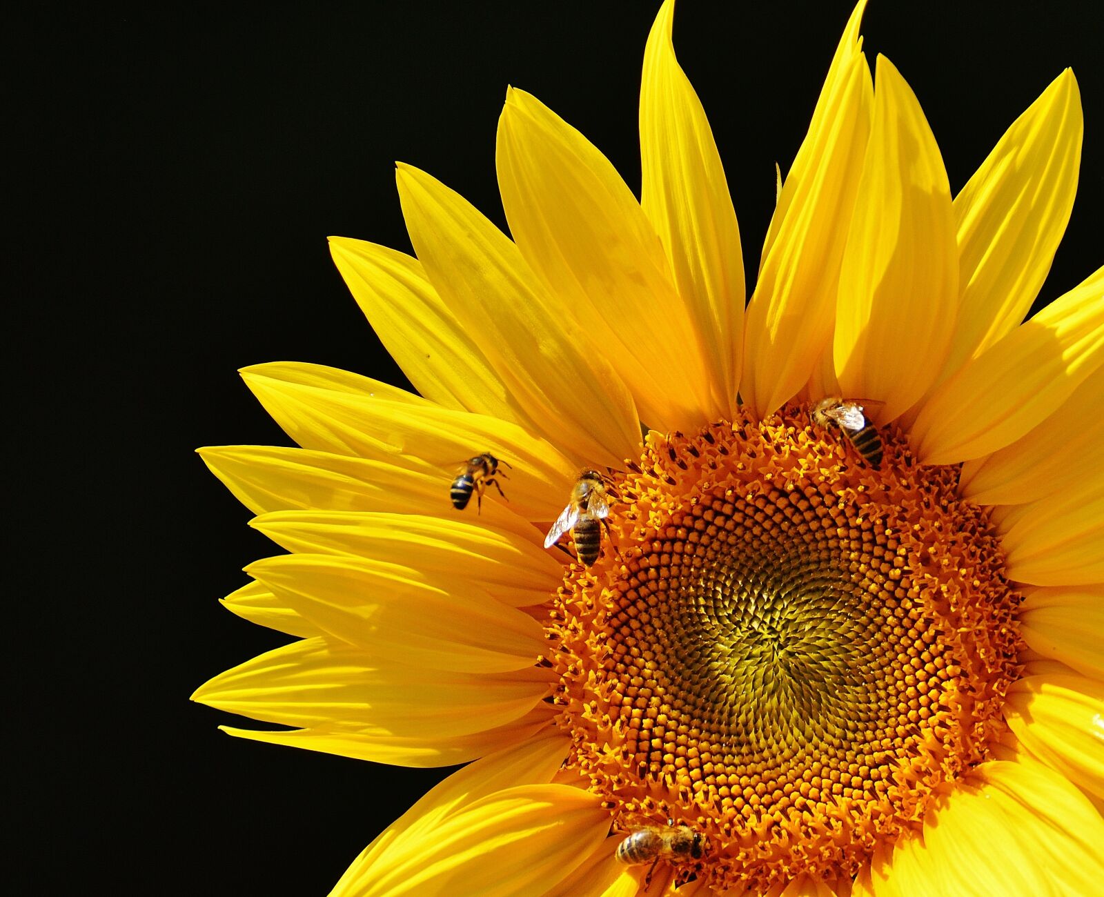 Nikon D3200 sample photo. Sunflower, bees, summer photography