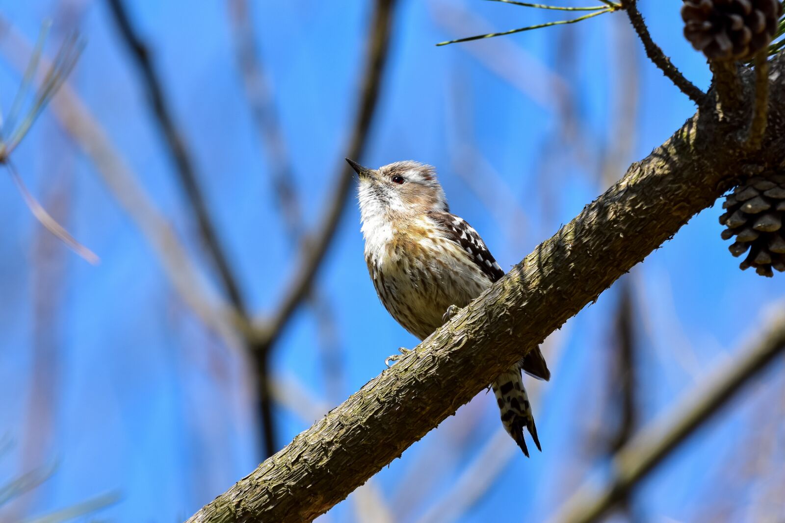 Nikon D7200 sample photo. Animal, forest, wood photography