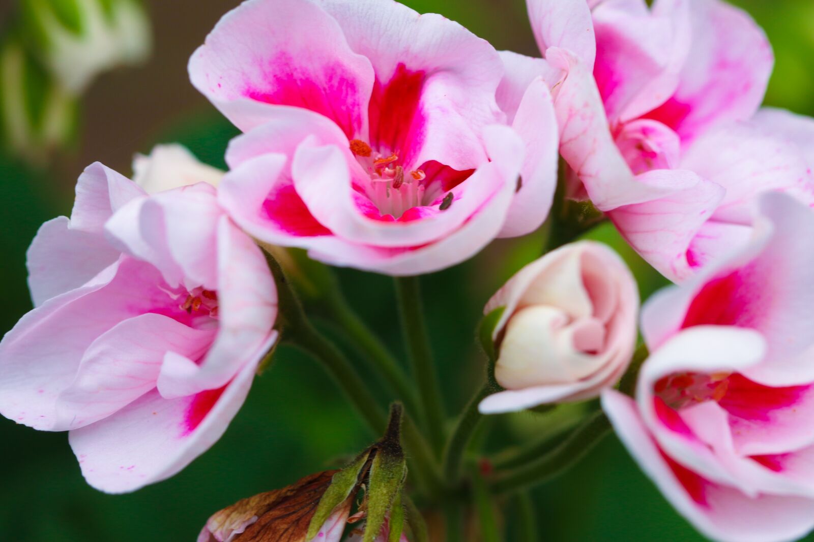 Canon EOS 7D Mark II sample photo. Flower, garden flower, pink photography