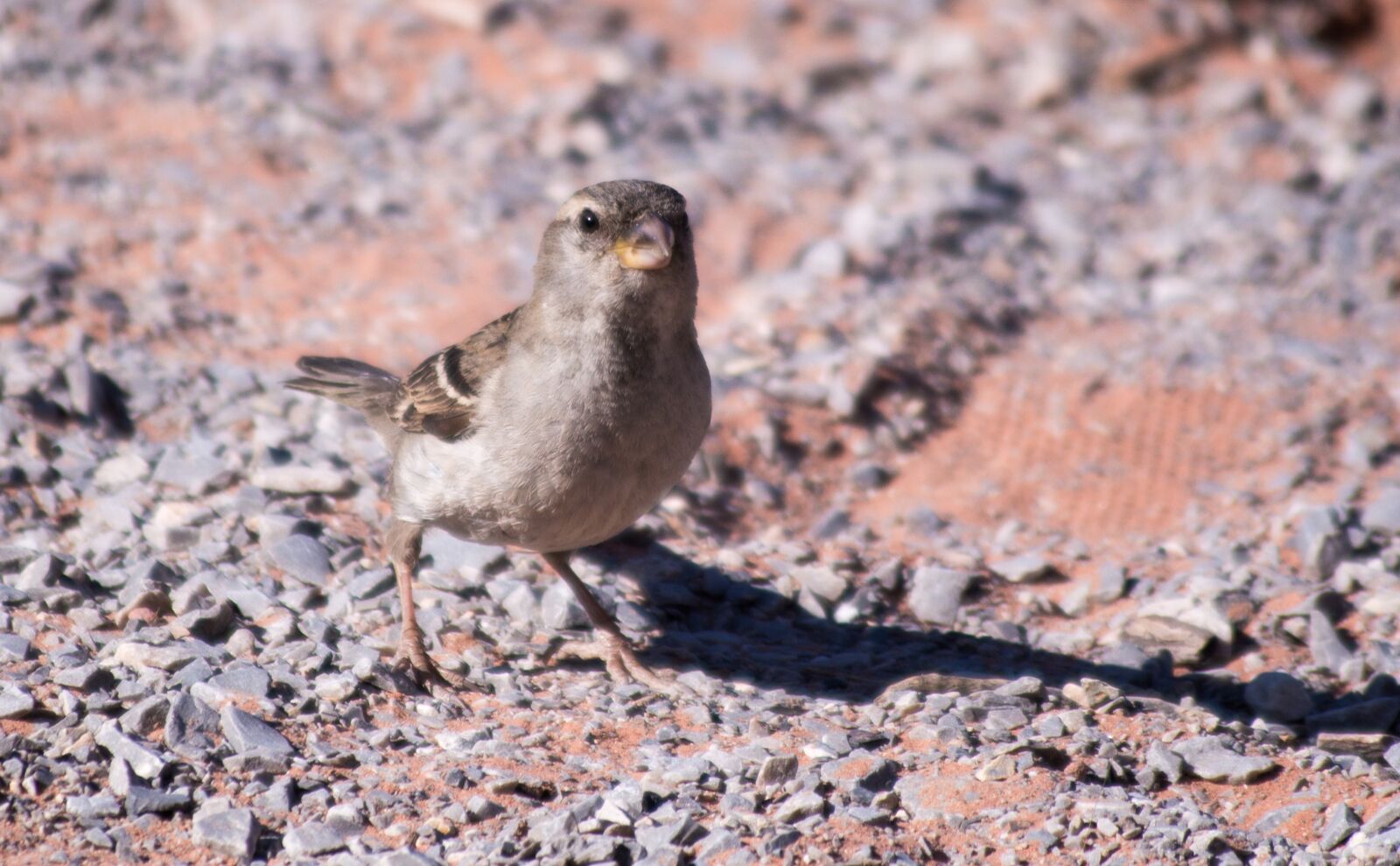 Nikon D3200 sample photo. Bird, desert, southwest photography