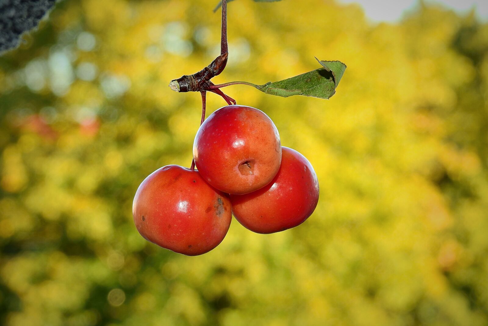 Nikon Coolpix P900 sample photo. Paradise apples, fruit, branch photography