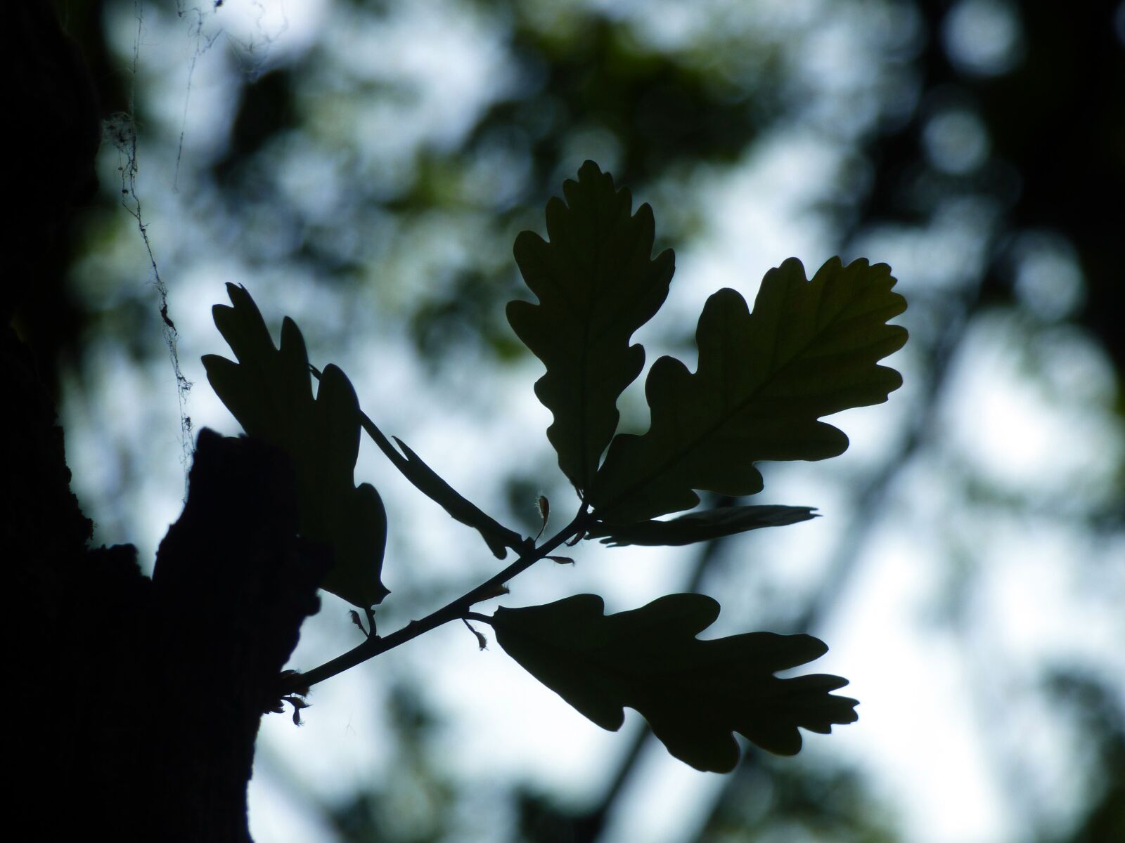 Panasonic DMC-FZ72 sample photo. Leaves, oak, shadow photography
