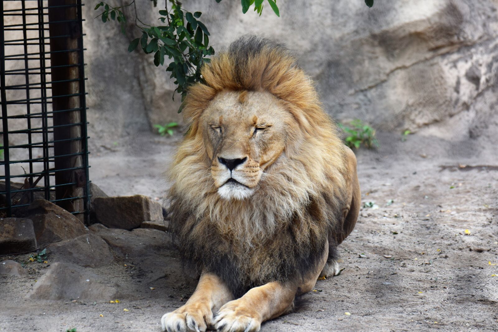 Nikon D5300 sample photo. Lion, animal, male photography