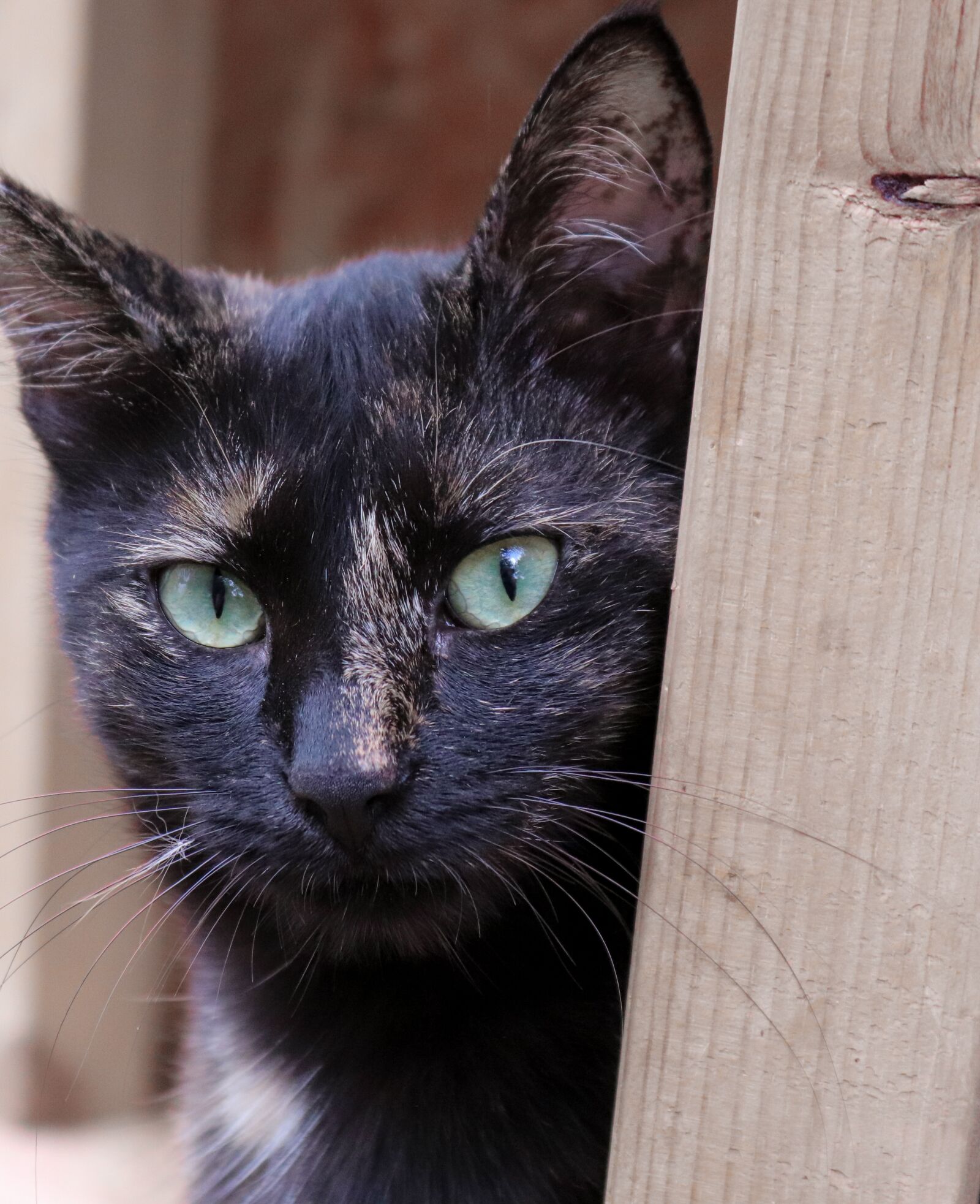 Canon EOS 200D (EOS Rebel SL2 / EOS Kiss X9) sample photo. Cat, strays, alley cat photography