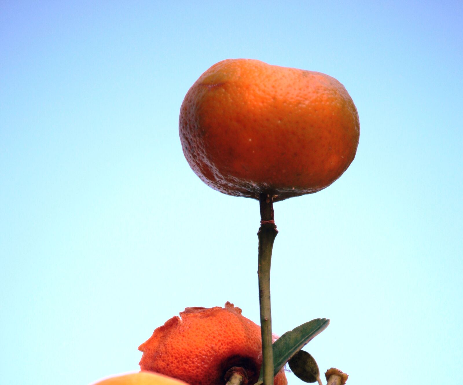 Canon EF-S 55-250mm F4-5.6 IS STM sample photo. Orange, fruit, tropical photography