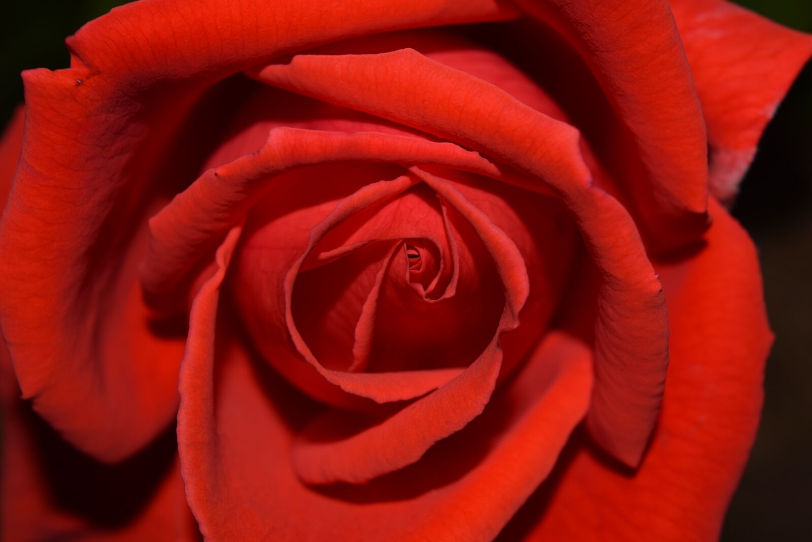 Nikon D3300 sample photo. Rose, red, blossom photography