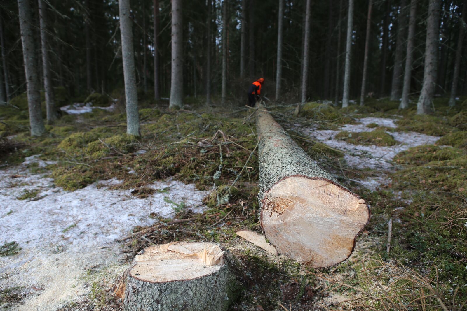 Canon EOS 6D + Canon EF 24-70mm F2.8L USM sample photo. Forest, tree, logs photography
