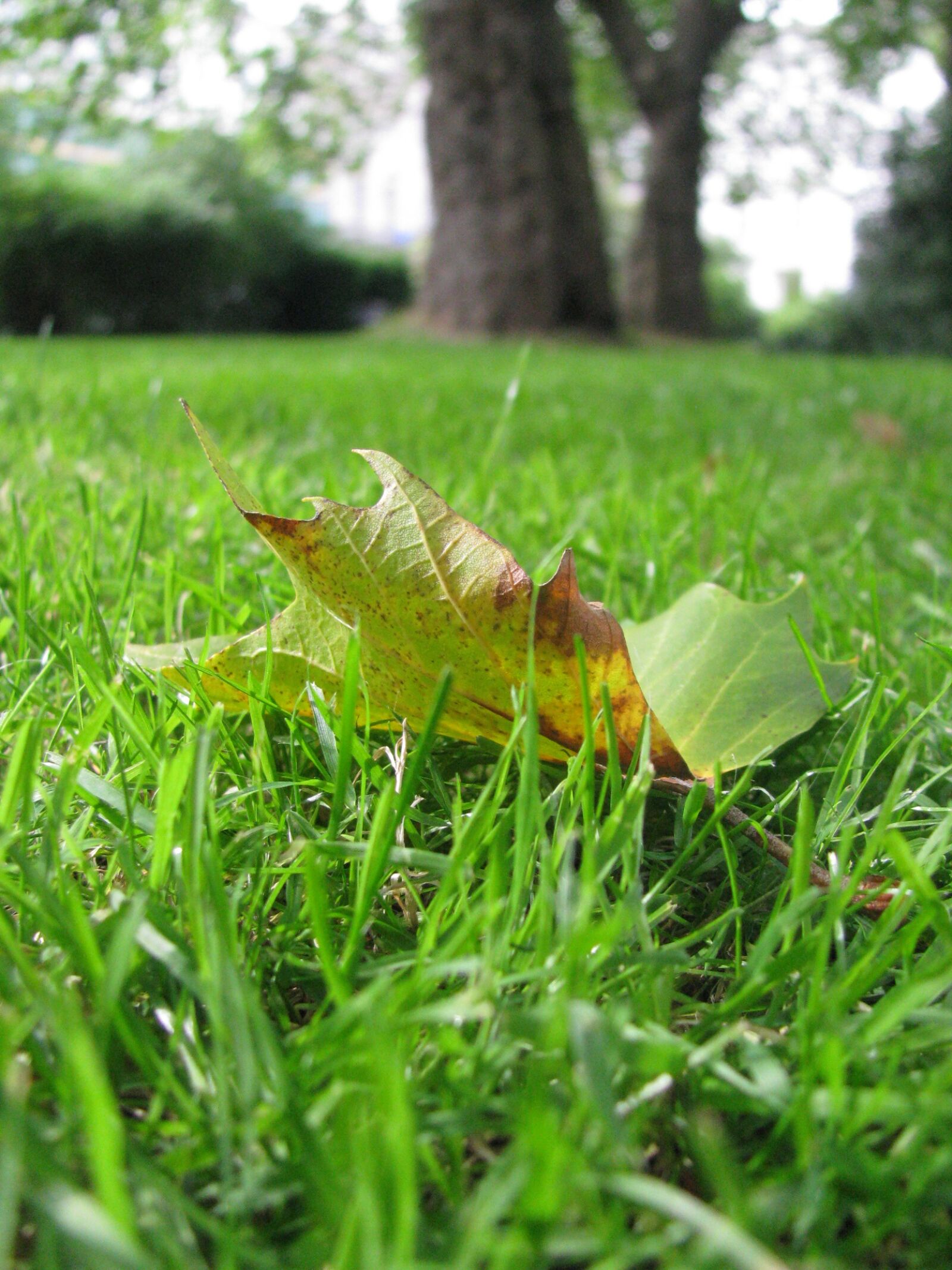 Canon POWERSHOT SX100 IS sample photo. Nature, leaf, summer photography