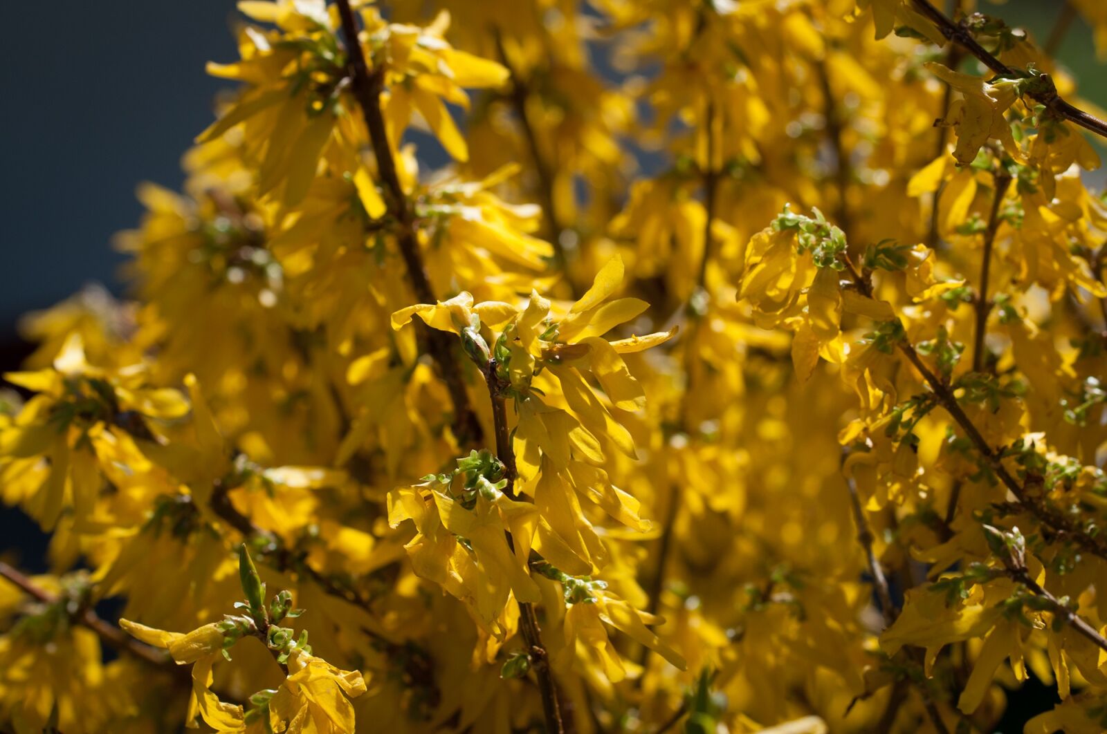 Nikon D90 sample photo. Forsythia, gold lilac, golden photography