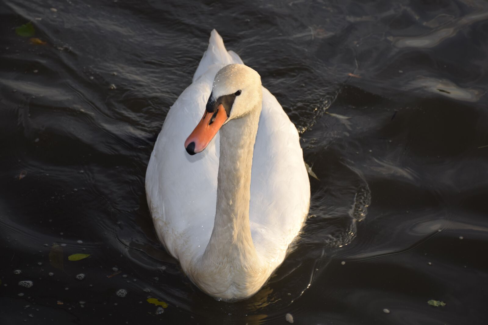 Nikon D3300 sample photo. Svan, schwan, swan photography