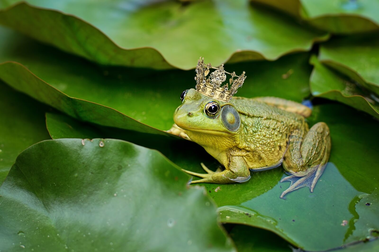 Canon EF 50mm F1.4 USM sample photo. Bull frog, green, pond photography