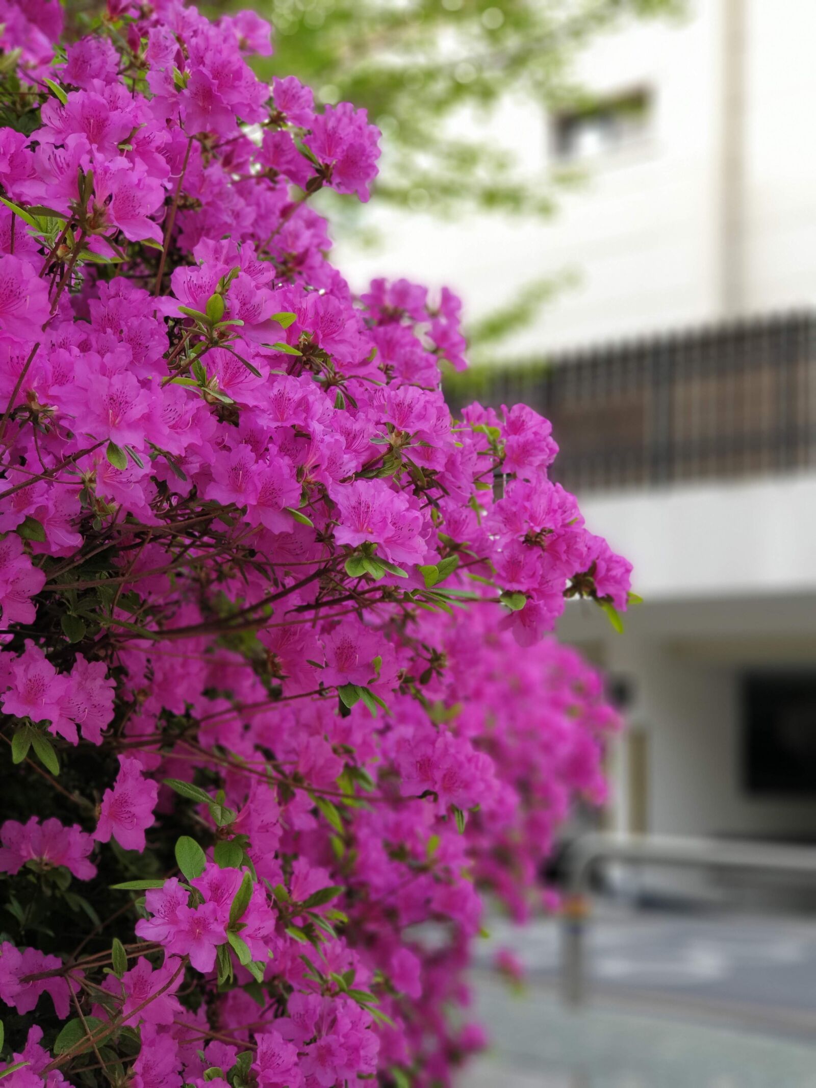 Samsung Galaxy Note9 sample photo. Nature, plants, spring photography
