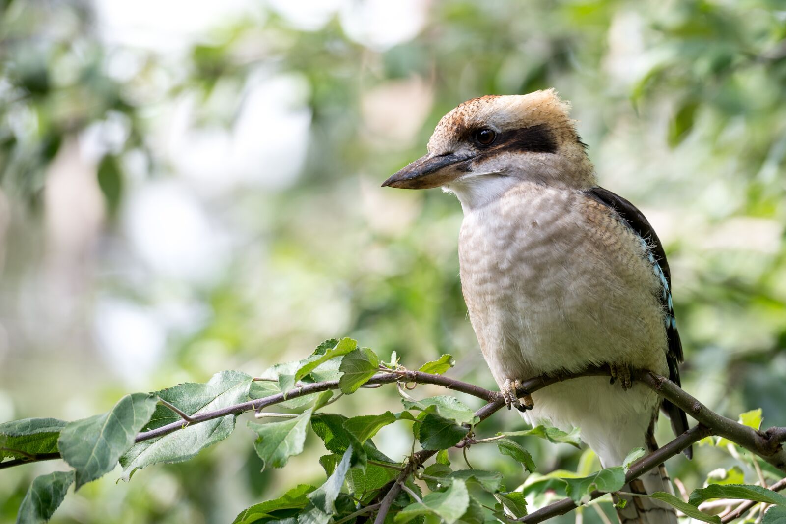 Nikon Df sample photo. Kookaburra, bird, australia photography