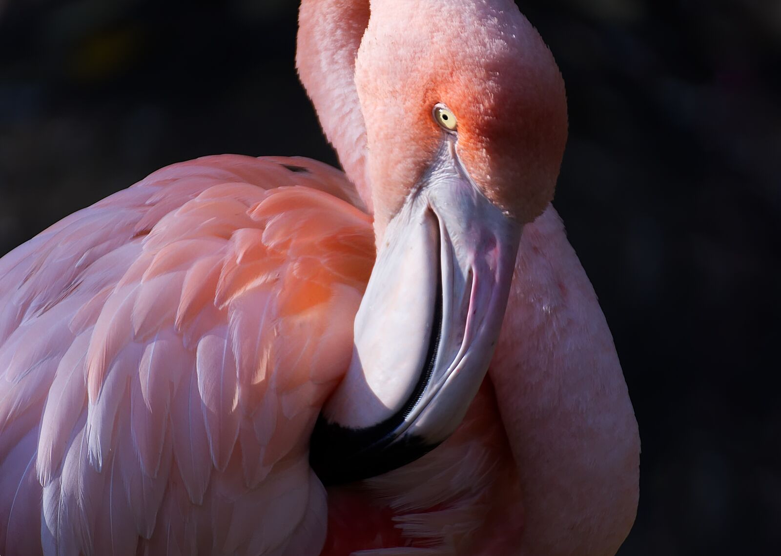 Nikon D7200 sample photo. Flamingo, bird, colorful photography