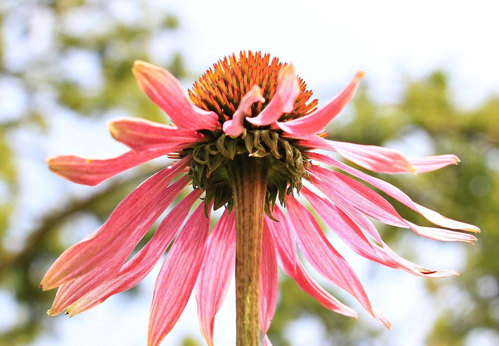 Canon EOS 550D (EOS Rebel T2i / EOS Kiss X4) sample photo. Coneflower, pallida, echinacea photography