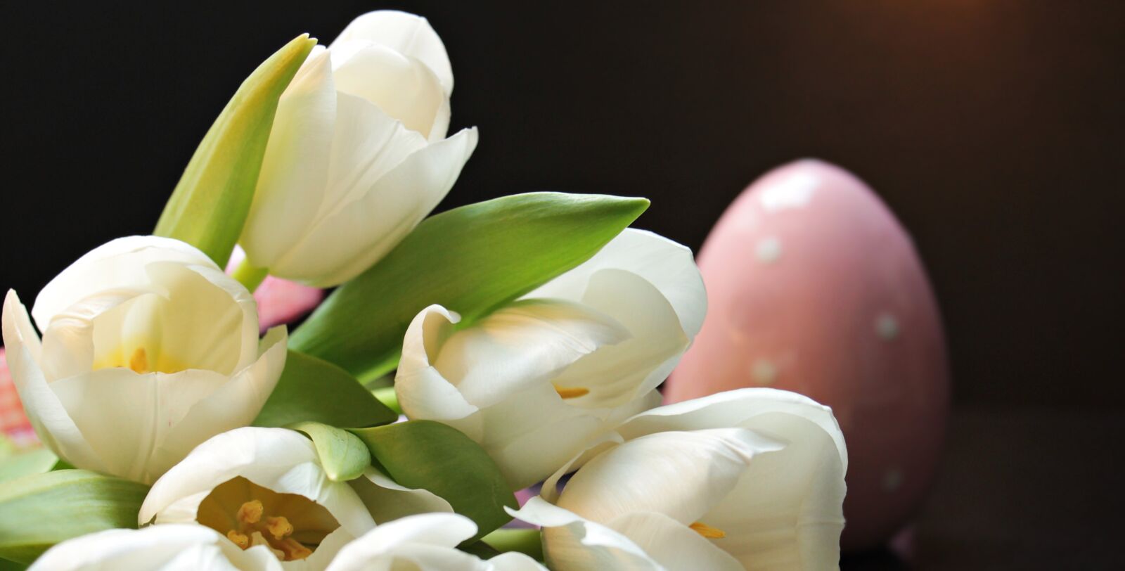 Canon EOS 550D (EOS Rebel T2i / EOS Kiss X4) sample photo. Tulips, tulipa, easter egg photography