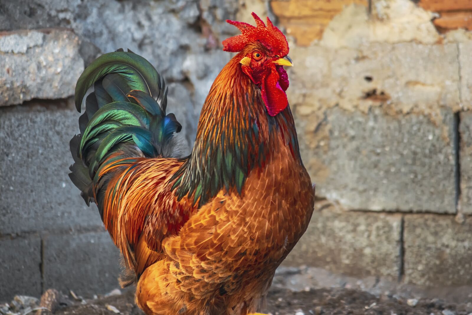 Nikon D3300 sample photo. Gallo, poultry, birds photography