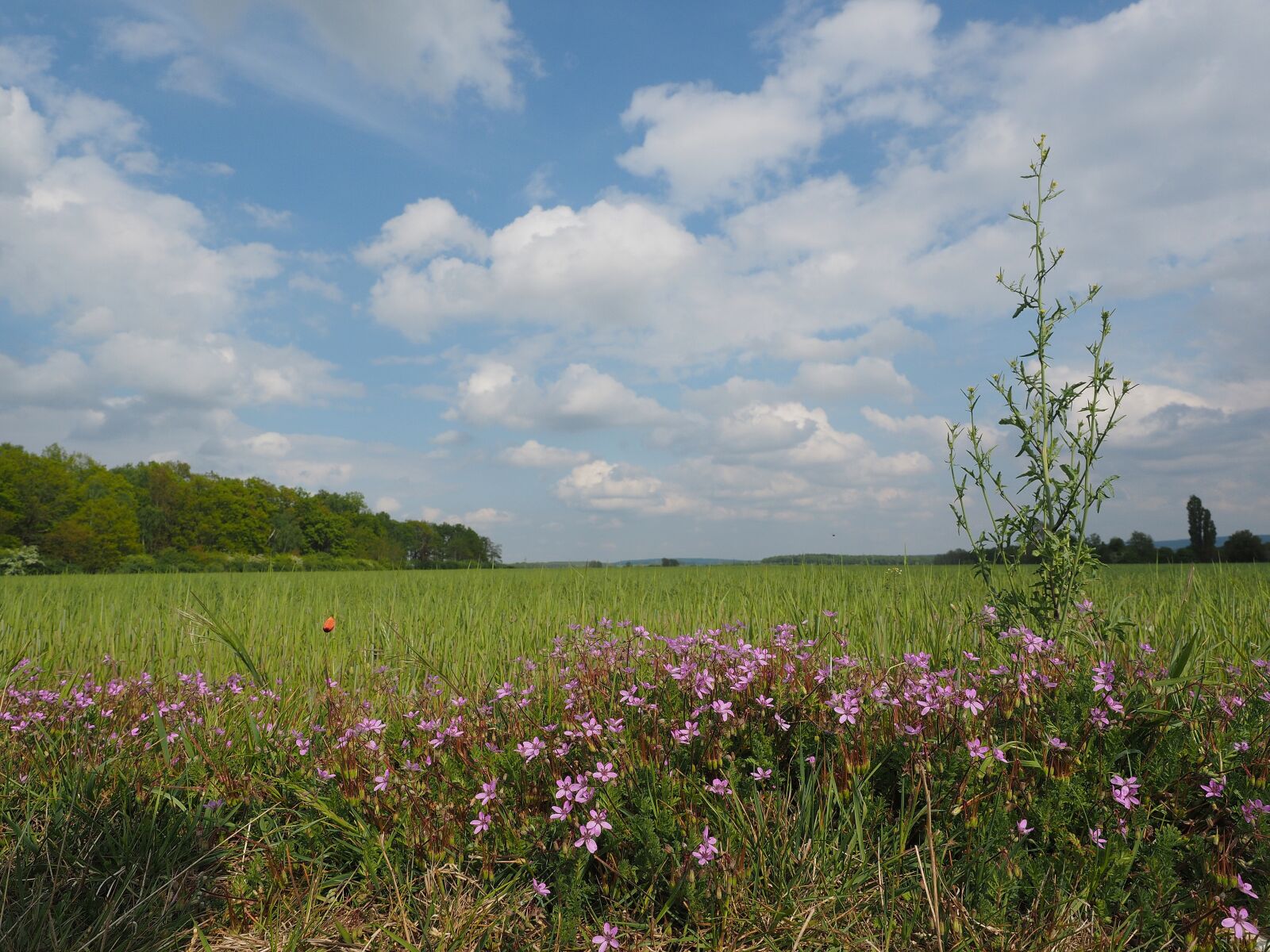 Olympus OM-D E-M1 + Olympus M.Zuiko Digital ED 12-40mm F2.8 Pro sample photo. Edge of field, insect photography