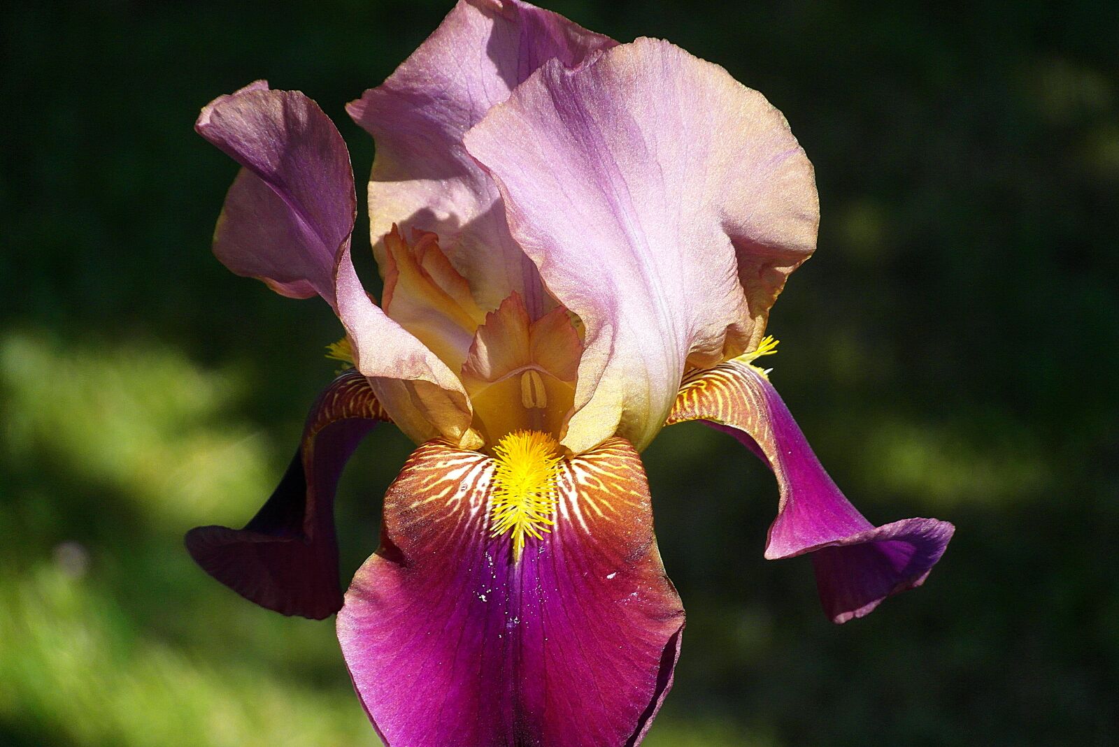 Samsung WB750 sample photo. Iris, flower, lily photography