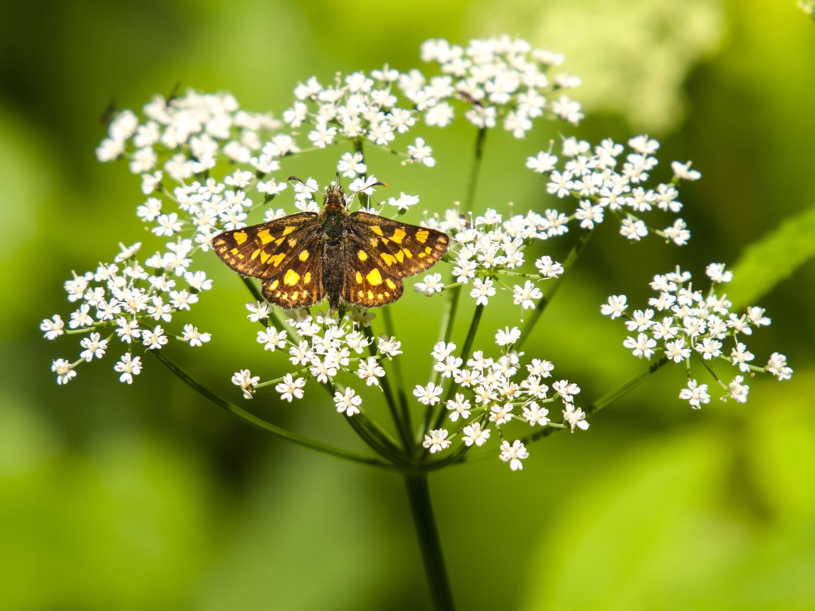 Olympus E-3 sample photo. Fritillary, butterfly, insect photography