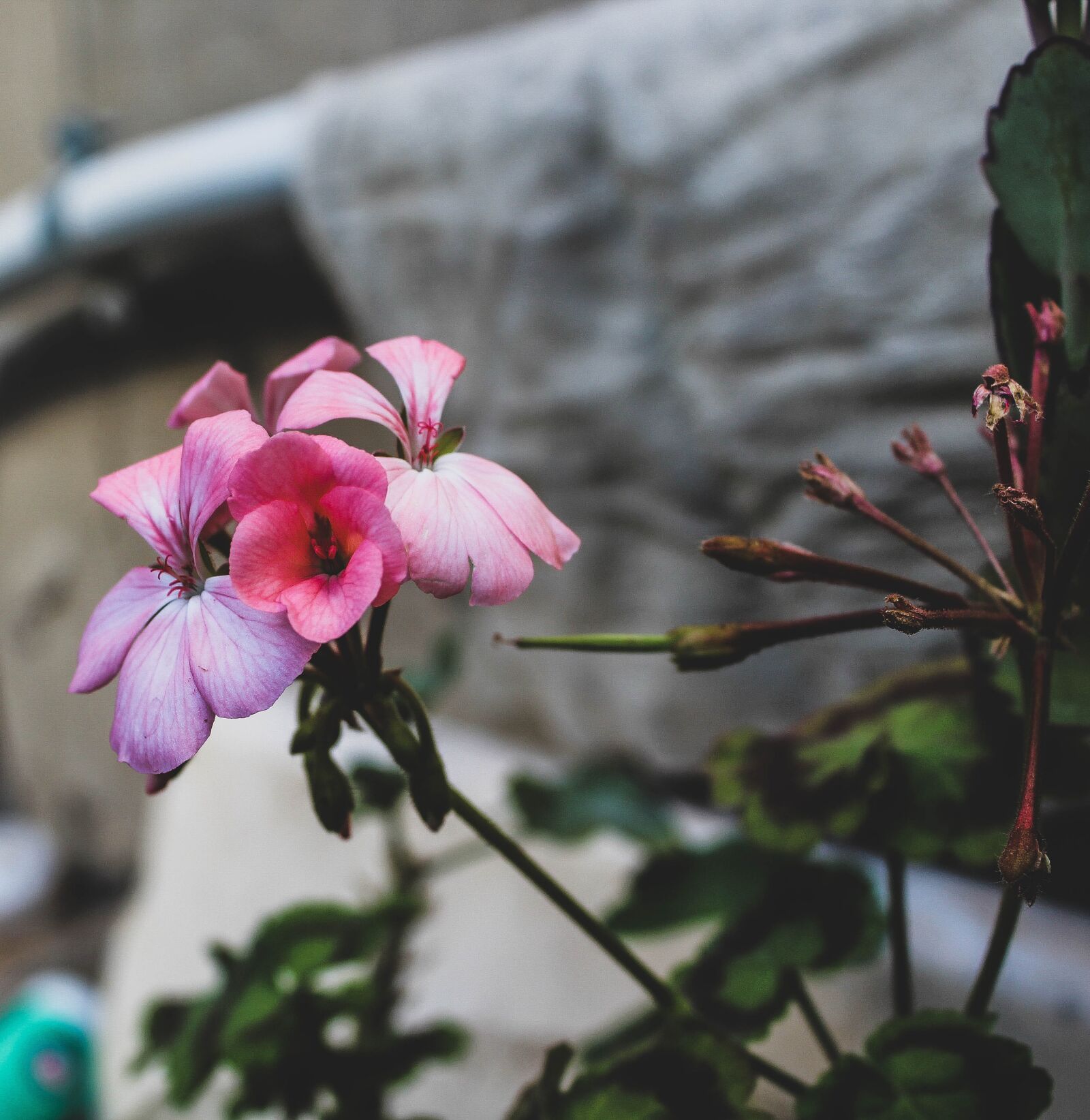 Canon EOS 1300D (EOS Rebel T6 / EOS Kiss X80) sample photo. Rose, nature, flowers photography