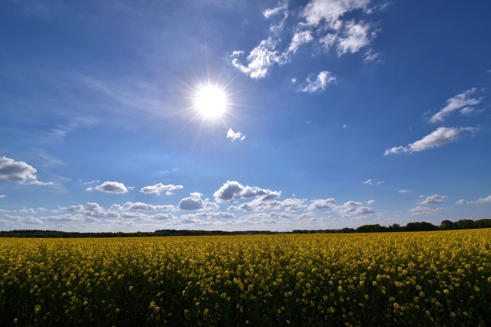 Nikon D5600 sample photo. Field of rapeseeds, sky photography