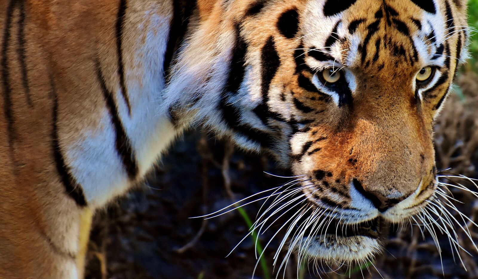 Nikon D7200 sample photo. Tiger, predator, fur photography