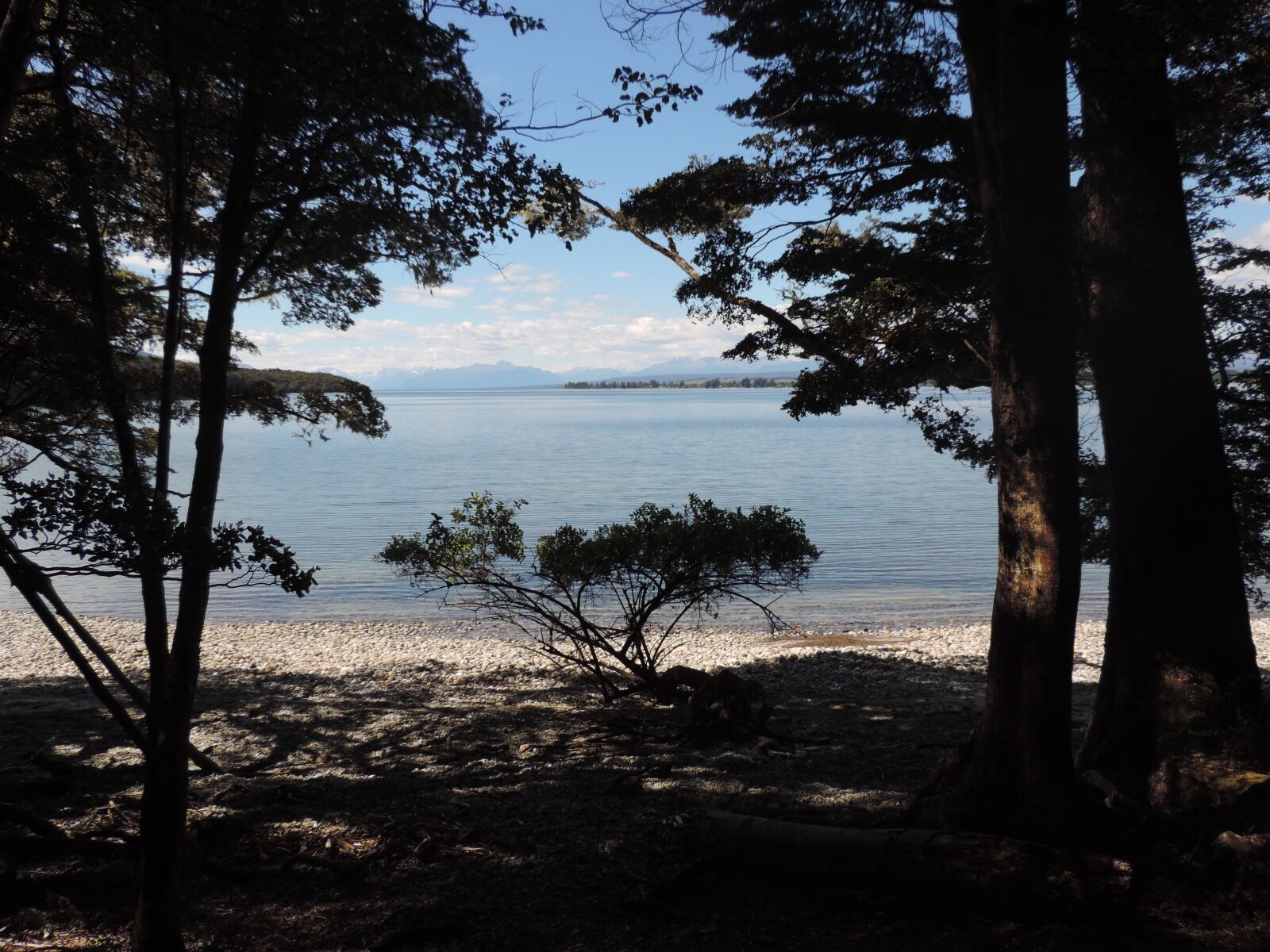 Nikon Coolpix P520 sample photo. Tree, sea, coast photography