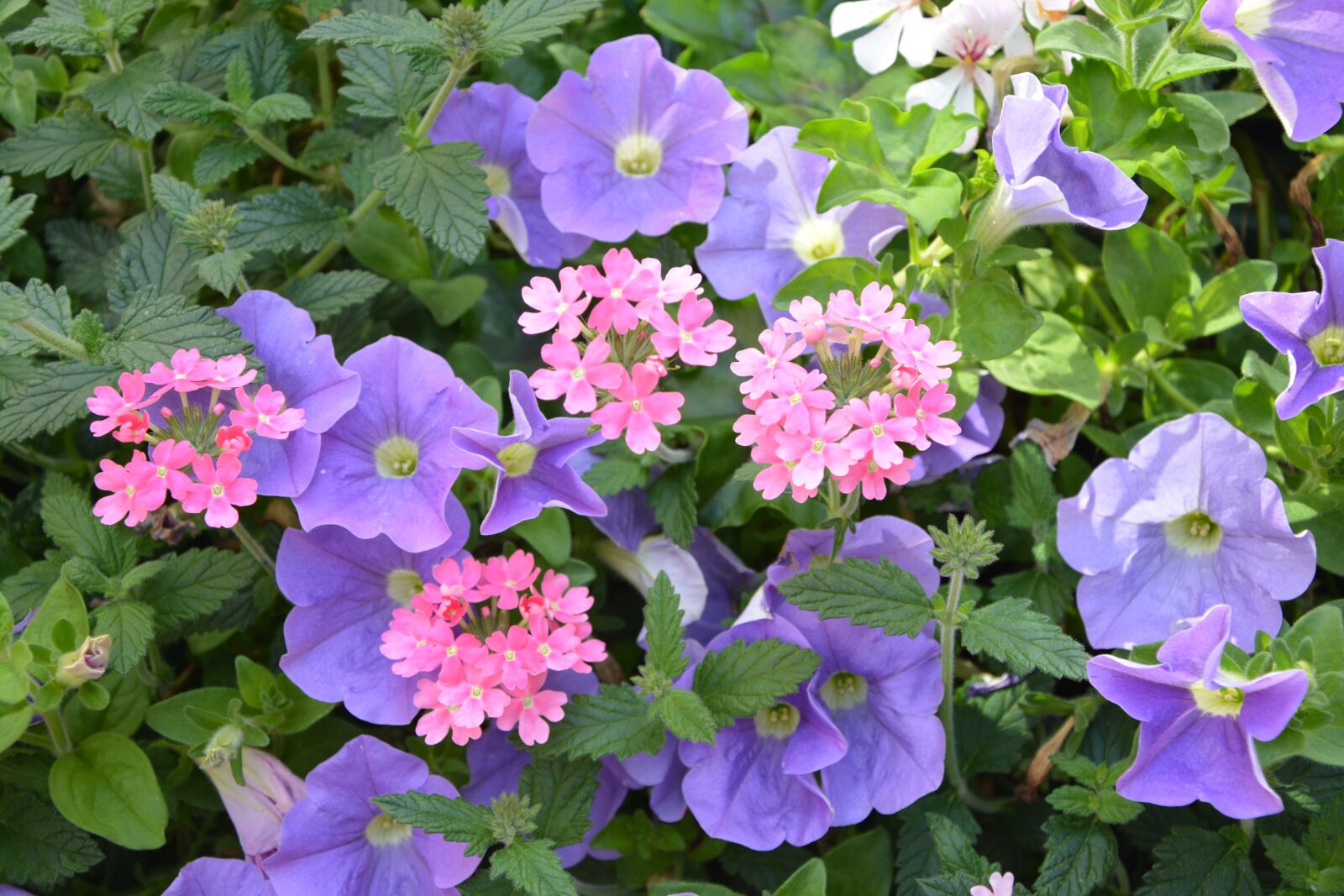 Nikon D5200 sample photo. Flowers, plants, purple photography