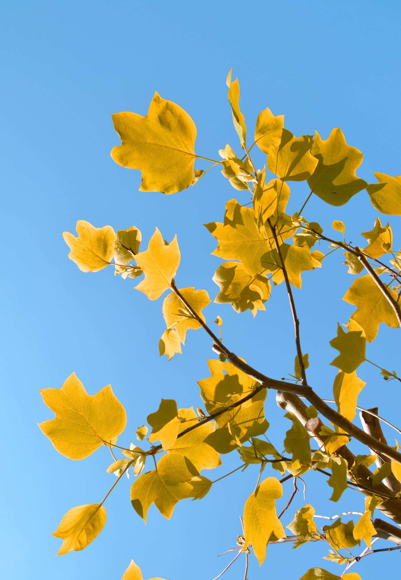 Nikon D3200 sample photo. Leaves, sky, tree photography