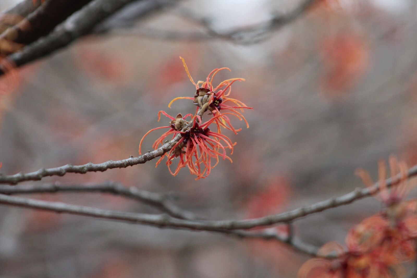 Canon EOS 700D (EOS Rebel T5i / EOS Kiss X7i) + Canon EF75-300mm f/4-5.6 sample photo. Witch hazel, flower, plant photography
