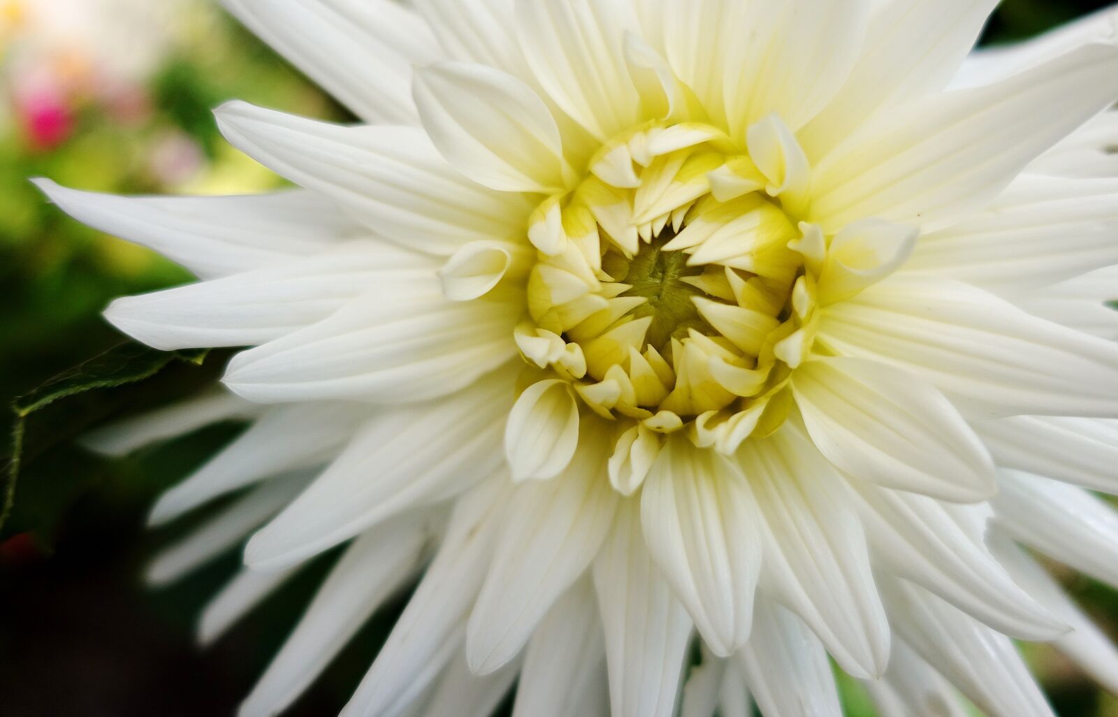 Sony DSC-RX100M5 sample photo. Flower, white, summer photography