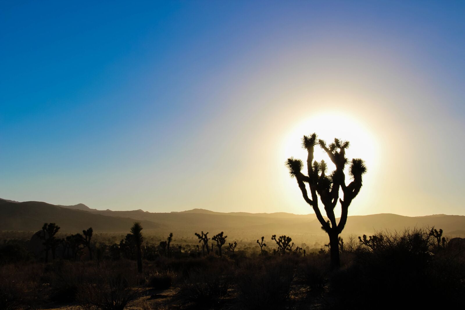 Canon EF-S 18-135mm F3.5-5.6 IS sample photo. Desert, california, cactus photography