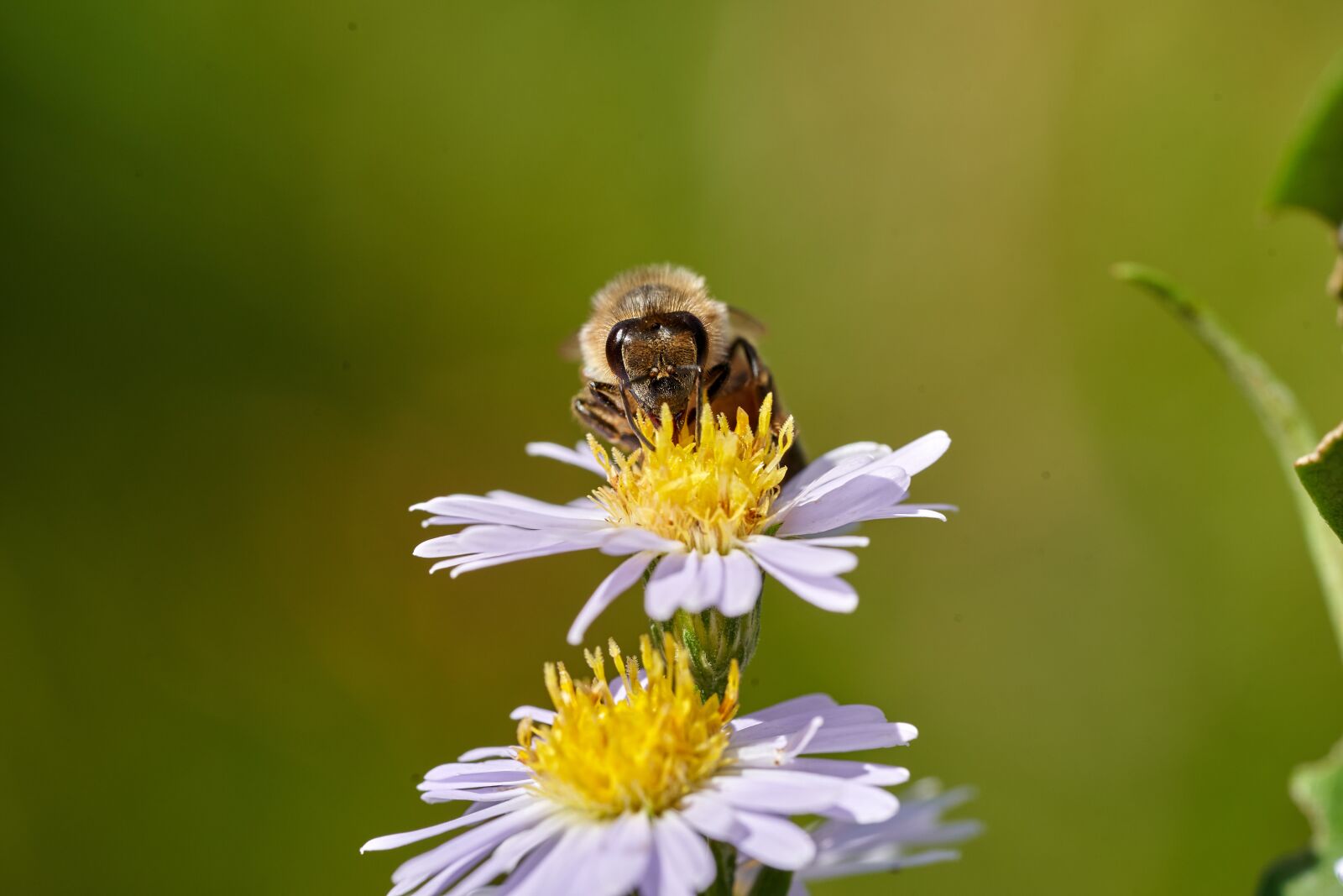 Sony a7 III + Sony FE 90mm F2.8 Macro G OSS sample photo. Honey bee, flowers, nature photography