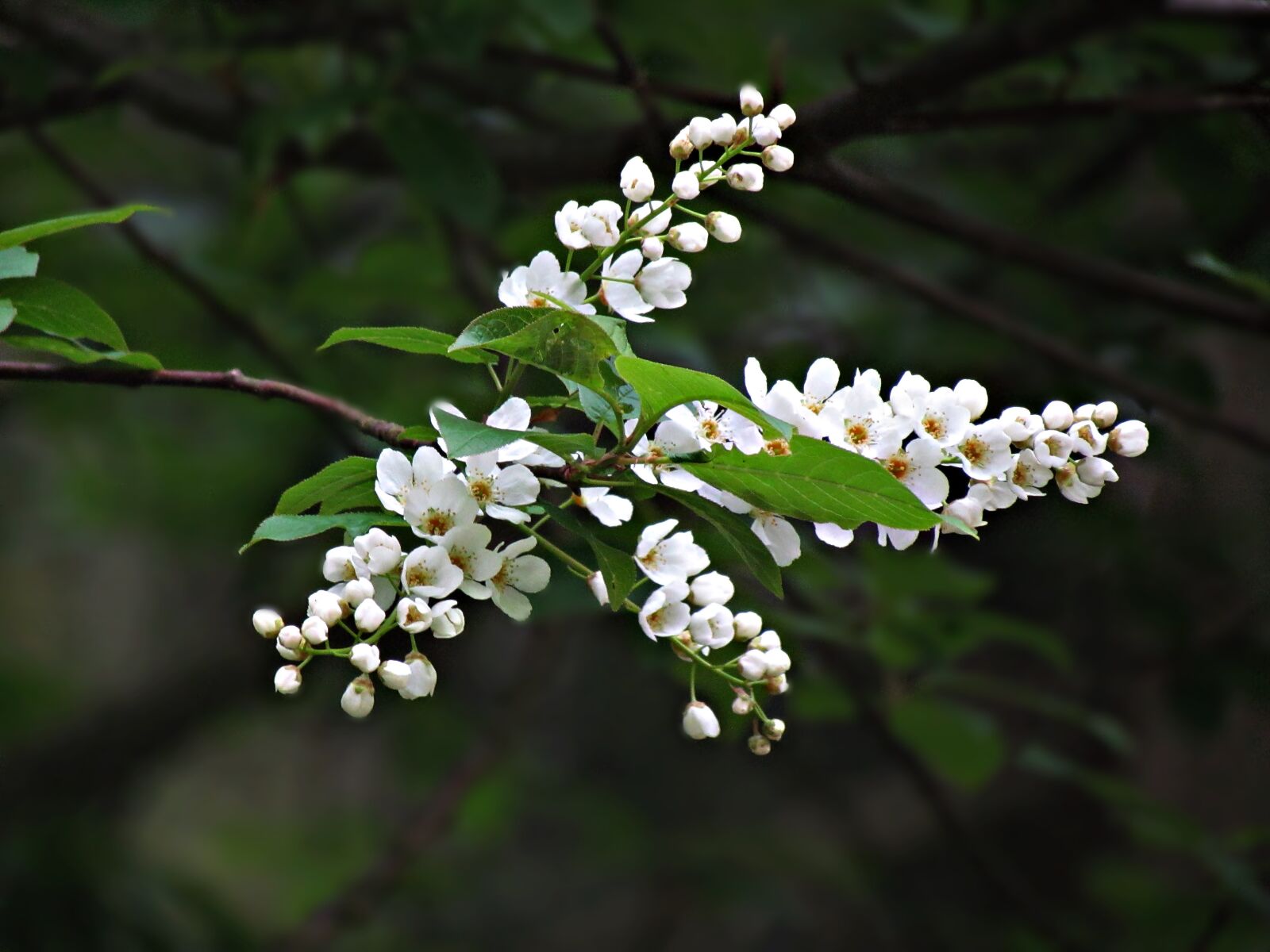 Canon PowerShot SX30 IS sample photo. Spring, flowers, the buds photography