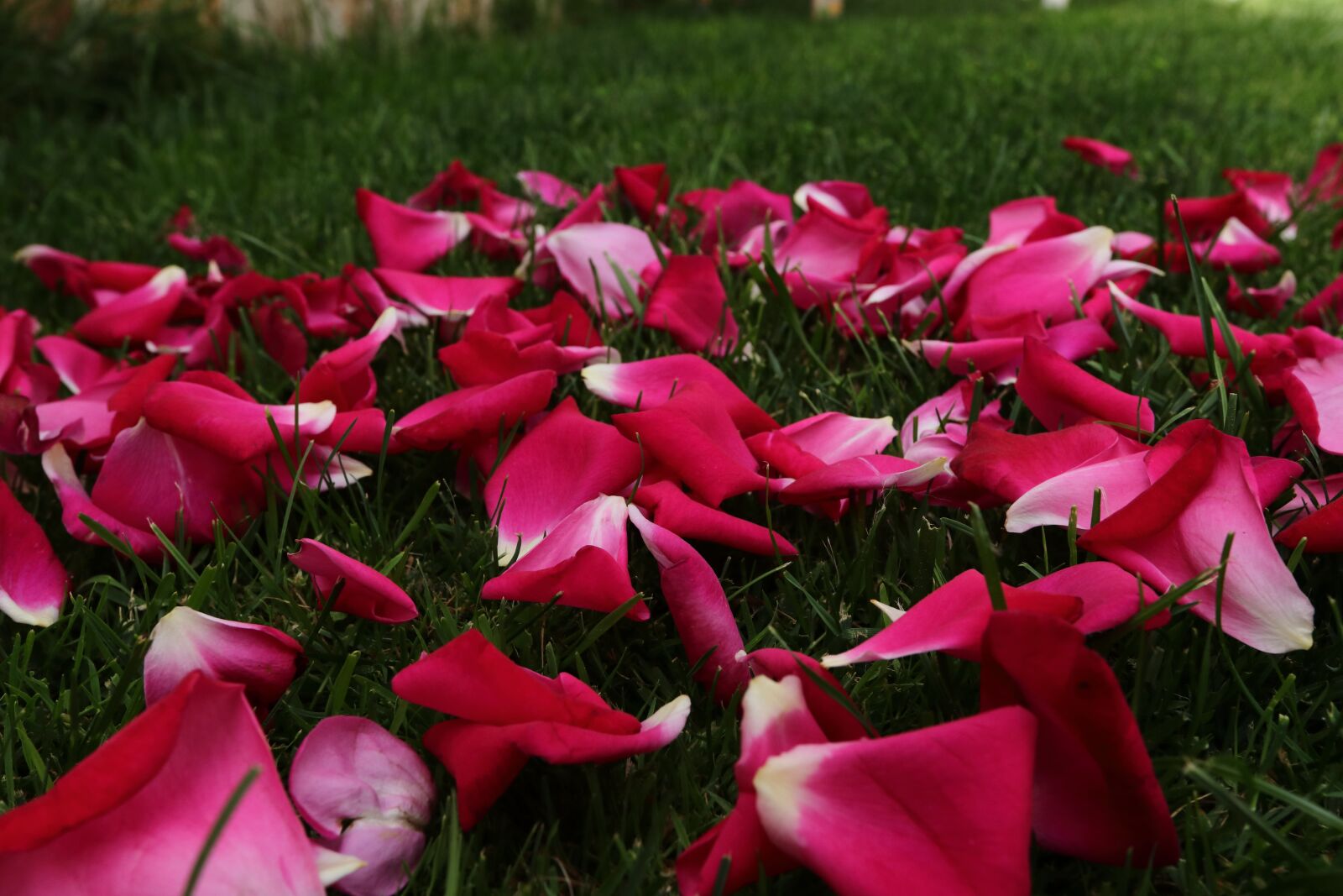 Canon EF 16-35mm F2.8L II USM sample photo. Leaf, rose, grass photography