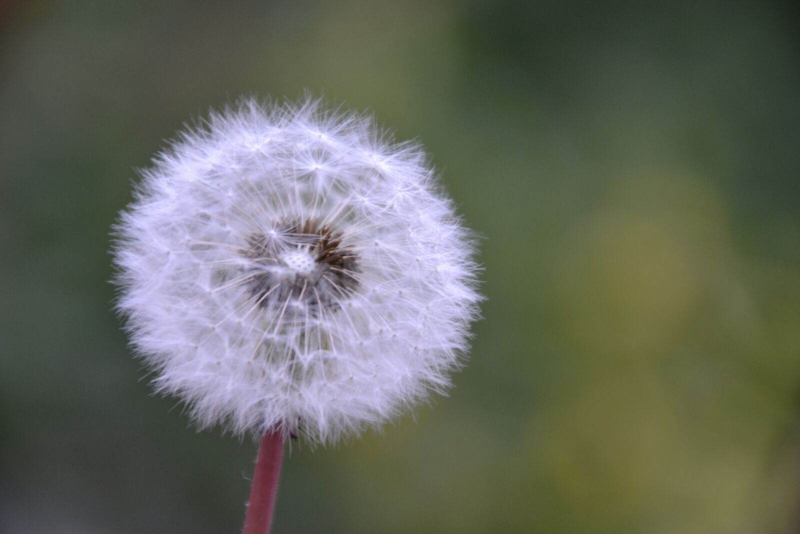 Nikon D3100 sample photo. Dandelion, meadow, nature photography