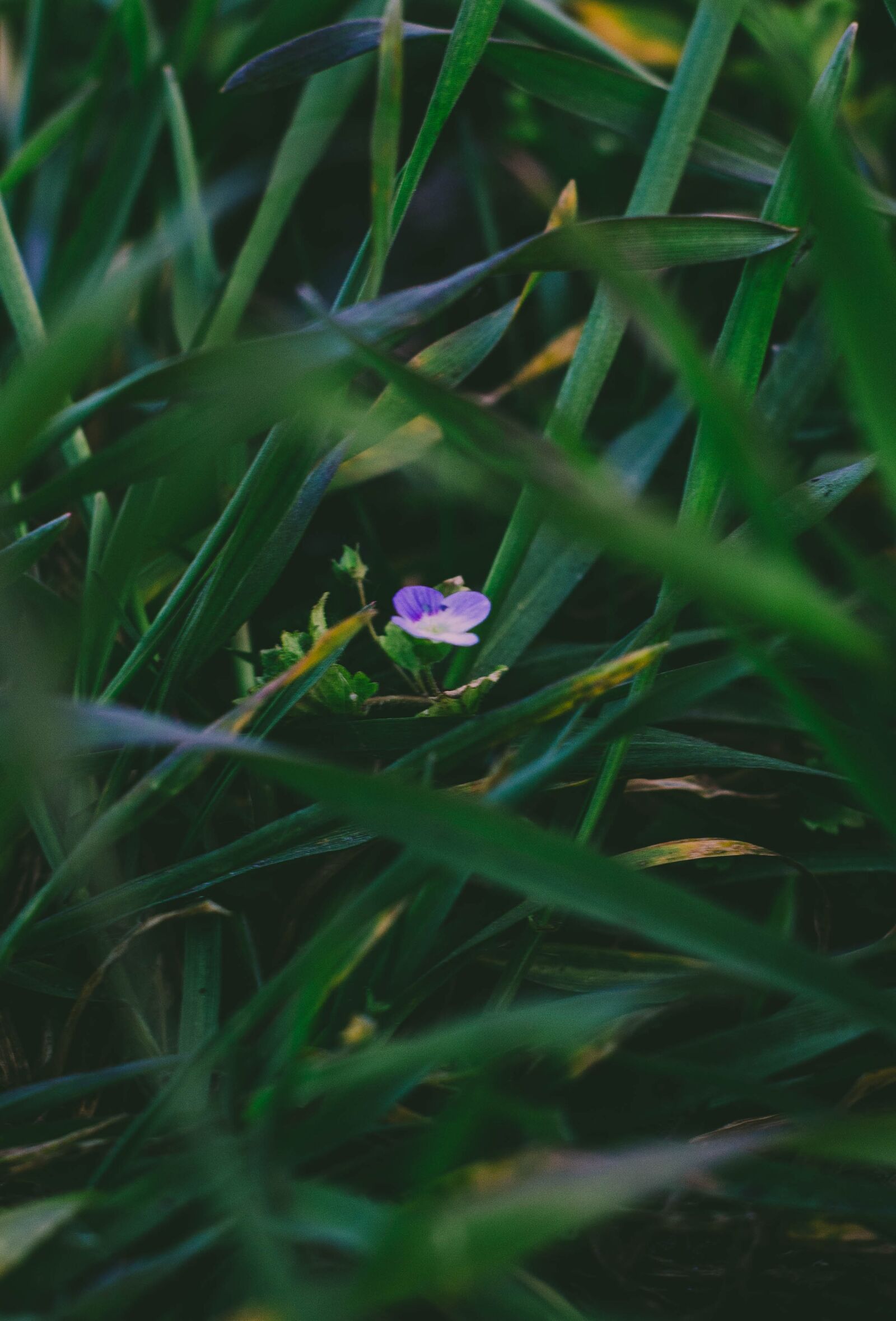 Canon EOS 1100D (EOS Rebel T3 / EOS Kiss X50) sample photo. Grass, field, flower photography