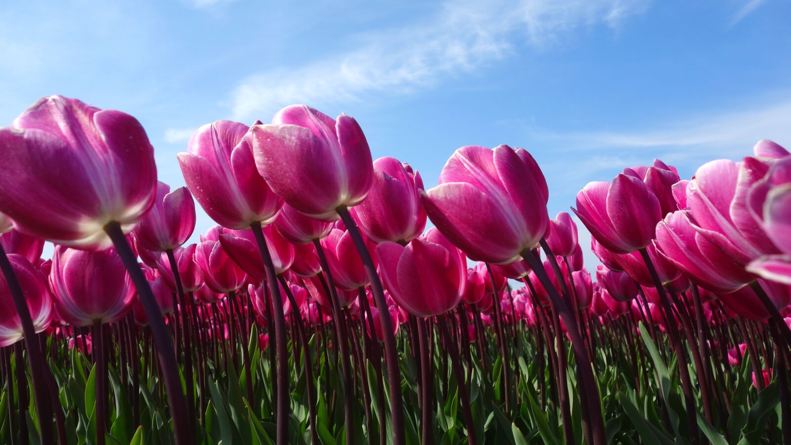 Sony Cyber-shot DSC-RX100 sample photo. Tulips, bulbs, tulip photography