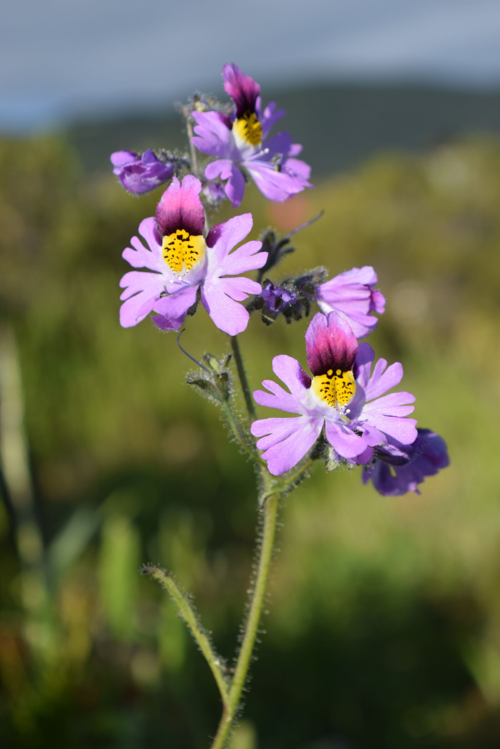 Nikon D5300 sample photo. Flower, nature, flora photography