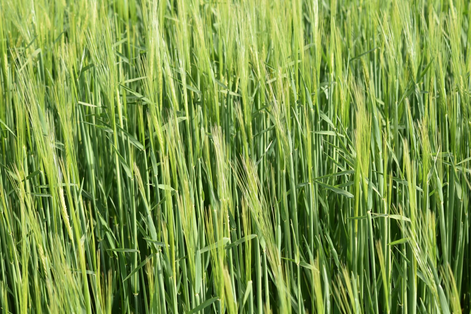 Nikon D5600 sample photo. Barley, cereals, culture photography